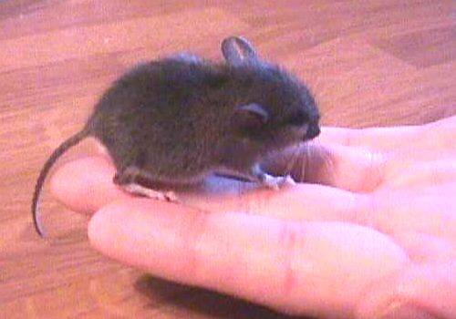 mouse friend