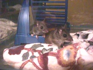 captured mice