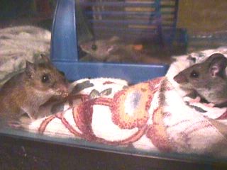 captured mice