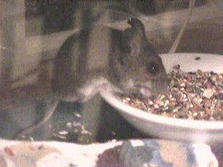captured mice