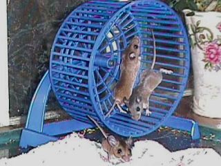 captured mice