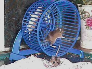captured mice
