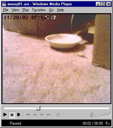 Mousy finds water